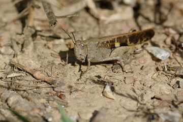 Grasshopper (Aiolopus strepens) on the ground