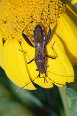 Broad-headed bug (Camptopus lateralis) on a flower