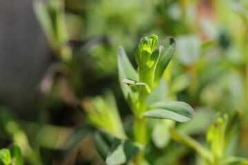 Nahaufnahme der seltenen Naturheilpflanze: Echtes Johanniskraut - mit Textfreiraum