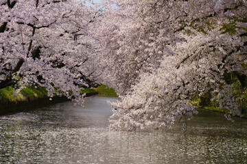 お堀沿い満開の桜