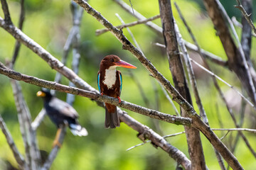 White-throated kingfisher (Halcyon smyrnensis) resting