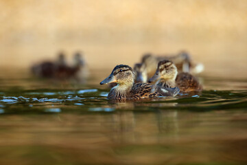 The mallard or wild duck (Anas platyrhynchos) on the water. A group of larger ducklings on the water with a yellow background at morning dawn.
