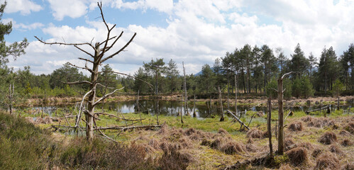 Wildes Moor bei Kolbermoor/Bad Feilnbach