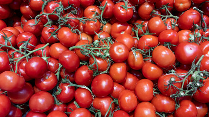 tomato and green Branch of red tomatoes organic food background