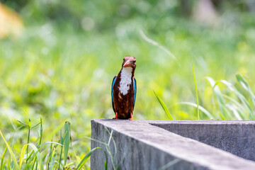 Curious White-throated kingfisher (Halcyon smyrnensis) perched	and looking
