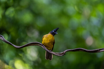 A black-crested bulbul is perching on a horizontal climber.