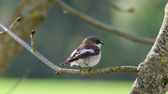 Trauerschn&auml;pper (Ficedula hypoleuca) sitzt bei leichtem Wind auf einem Ast und fliegt davon