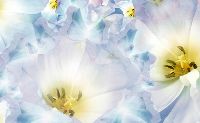 Beautiful spring floral background. Flowers tulips. Close-up. Nature.