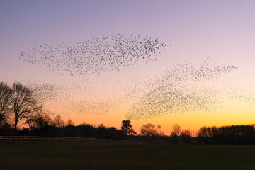 Beautiful large flock of starlings. A flock of starlings birds fly in the Netherlands. During January and February, hundreds of thousands of starlings gathered in huge clouds. Starling murmurations.  