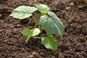 Cucumber seedlings on the ground background