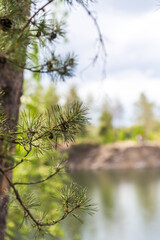 pine tree branches against sky