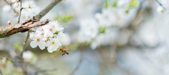 Banner background with bee and blooming tree branches, honey production and spring concept