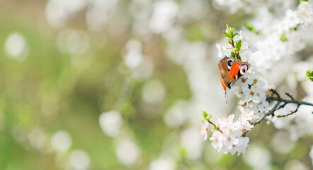 Butterfly sitting on blooming tree branch, european peacock, peacock butterfly photo, aglas io closeup in spring
