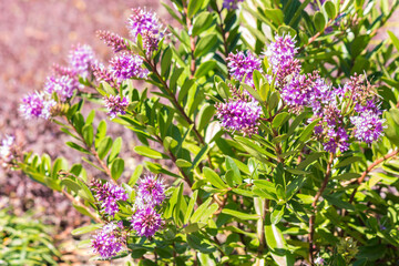 Naklejka premium closeup of New Zealand native hebe plant with pink flowers in bloom, blurred background and copy space