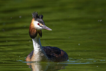 Haubentaucher (Podiceps cristatus)