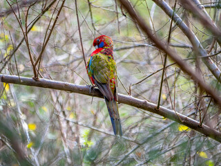 Eastern Rosella 