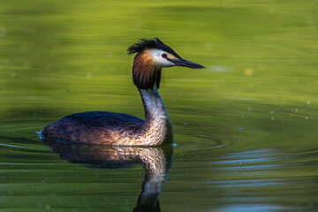 Haubentaucher (Podiceps cristatus)