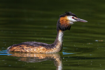 Haubentaucher (Podiceps cristatus)