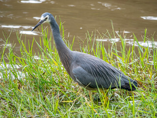 Grey Heron Grass Close