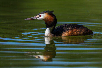 Haubentaucher (Podiceps cristatus)