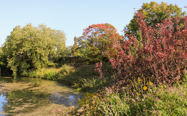 Obraz premium trees in autumn