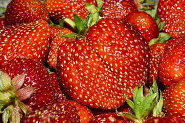 Red ripe strawberries background. Close up, top view.