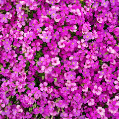 Spring nature background with pink flowers