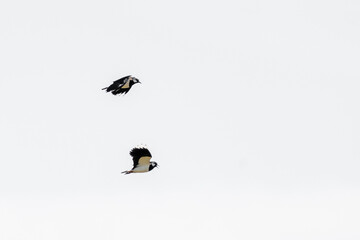 Two Lapwing birds fly and play in the air. In the province of Friesland in the Netherlands