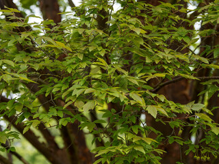 Acer griseum | Érable à cannelle ou érable à écorce de papier. Feuillage palmatilobé, obtus...