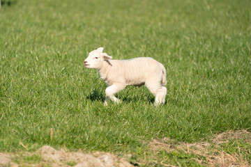 A newborn white lamb jumps and frolics in the fresh green grass. On a spring morning © Dasya - Dasya