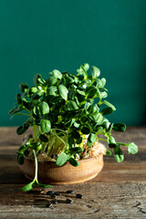 Growing microgreen in wooden bowl. Sunflower leaves. Germinating seeds for vegan eco food. House garden on the table. Organic friendly concept. Urban farm. Copy space. Sunflowers seeds