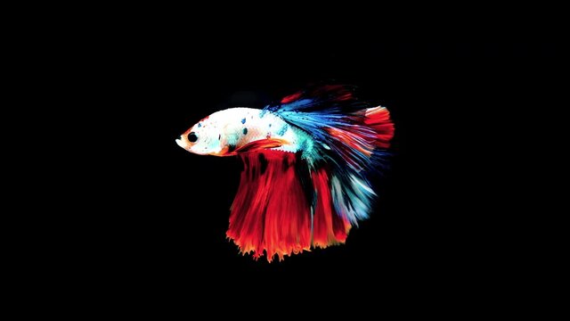 Slow motion of Colorful betta fish, siamese fighting fish betta