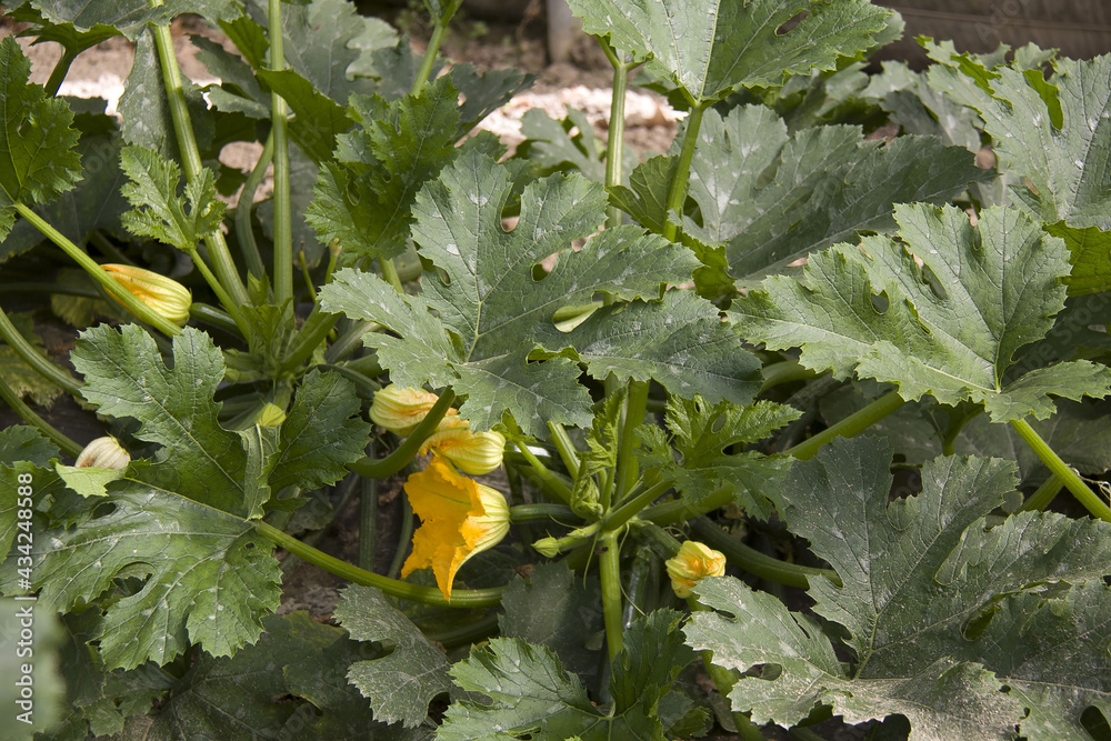 Wall mural fleurs de courgette