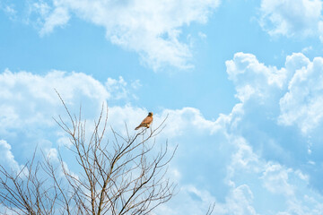 Close-up of a Kestrel bird of prey sits in the top of a tree. Against a dramatically blue and white colored sky
