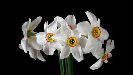 bouquet of beautiful white daffodils close-up. spring flowers	