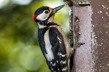 Buntspecht (Dendrocopos major) Männchen am Meisenkasten