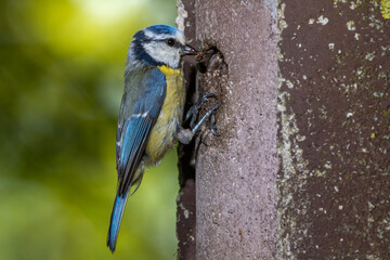 Blaumeise (Cyanistes caeruleus)