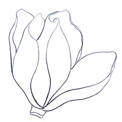 Outline drawing of a magnolia bud on a white background