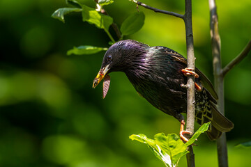 Star (Sturnus vulgaris) Männchen
