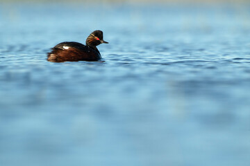 Black-necked grebe with the first light of dawn in a wetland in central Spain on a sunny day