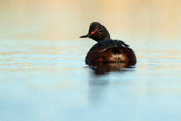 Black-necked grebe with the first light of dawn in a wetland in central Spain on a sunny day