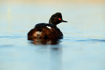 Black-necked grebe with the first light of dawn in a wetland in central Spain on a sunny day