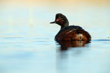 Black-necked grebe with the first light of dawn in a wetland in central Spain on a sunny day