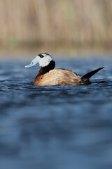 Male White-headed duck with beak and rutting plumage in a wetland in the center of the Iberian Peninsula with the lights of dawn