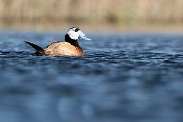 Male White-headed duck in breeding plumage with the first light of dawn in a wetland in central Spain on a sunny day
