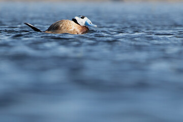 Male White-headed duck in breeding plumage with the first light of dawn in a wetland in central Spain on a sunny day