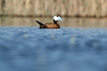 Male White-headed duck with beak and rutting plumage in a wetland in the center of the Iberian Peninsula with the lights of dawn