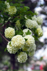 The white viburnum tree and its many flowers in spring,