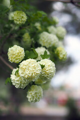 The white viburnum tree and its many flowers in spring,