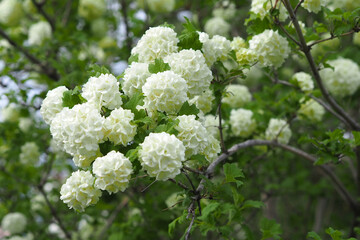 The white viburnum tree and its many flowers in spring, - obrazy, fototapety, plakaty